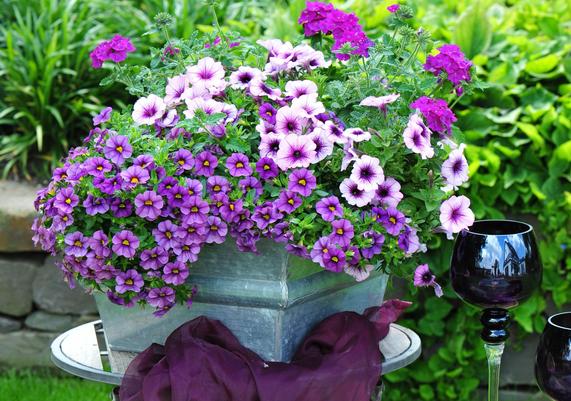 Confetti Garden Purple