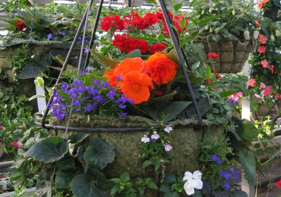 Combined Hanging Basket