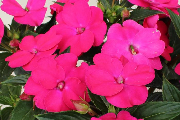 Impatiens SunPatiens® Vigorous Rose Pink