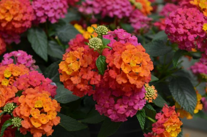 Lantana Landmark™ Sunrise Rose
