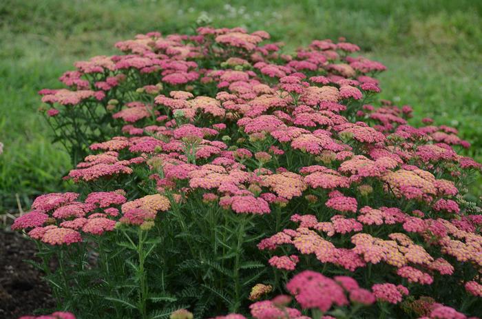 Achillea millefolium 'Sassy Summer Taffy' Yarrow from Wallish