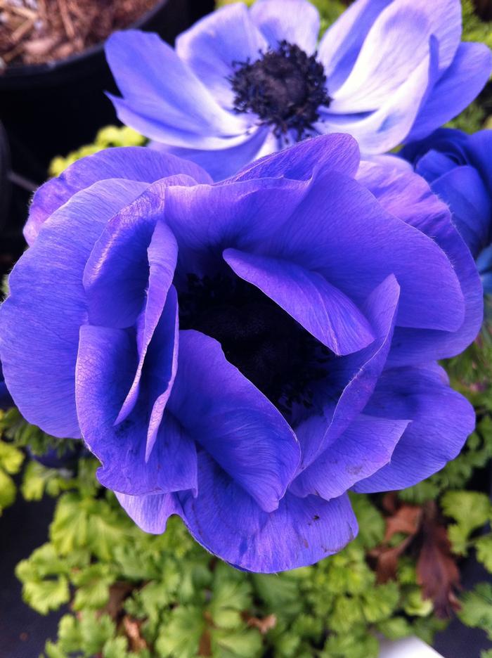 Anemone coronaria Harmony Blue