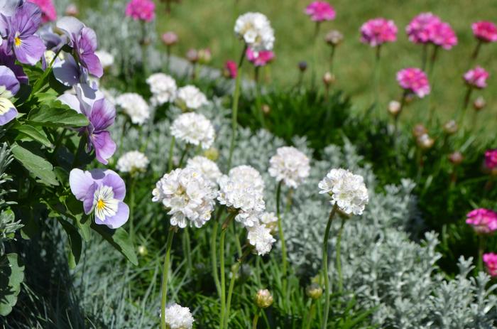 Armeria maritima Morning Star White