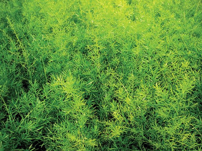 Asparagus Fern Sprengeri