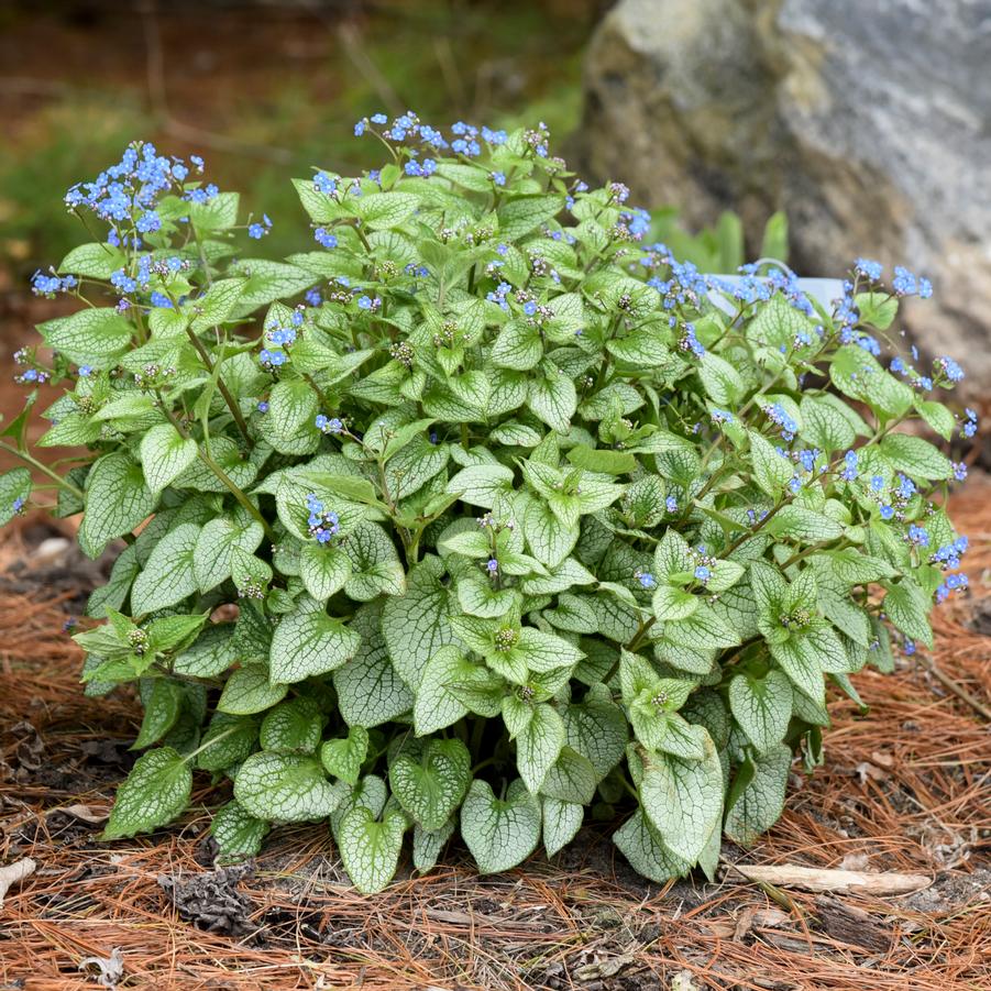 Brunnera macrophylla Sterling Silver