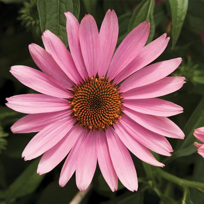 Echinacea purpurea Prairie Splendor Deep Rose