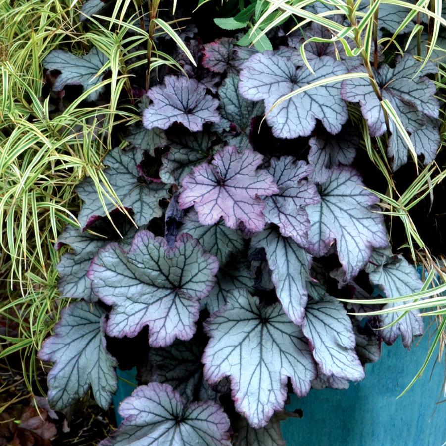 Heuchera Spellbound