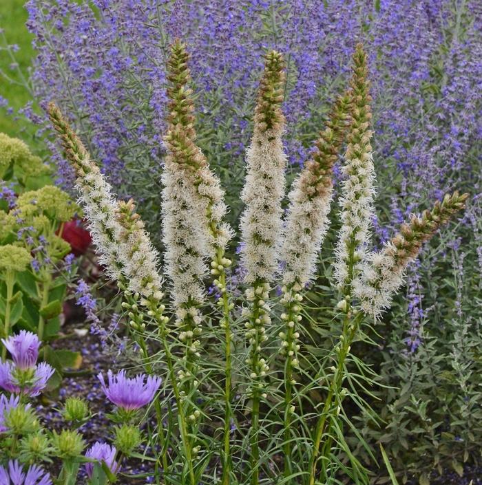 Liatris spicata Floristan White