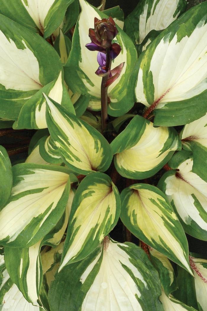 Hosta Raspberry Sundae