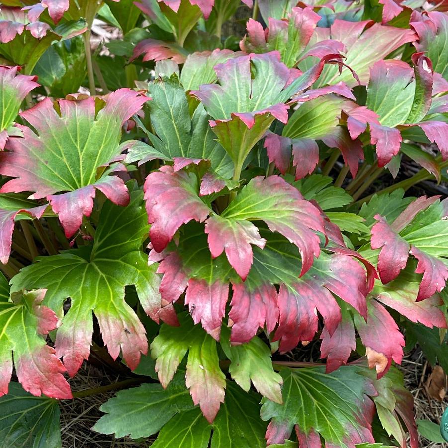 Mukgenia Nova Flame