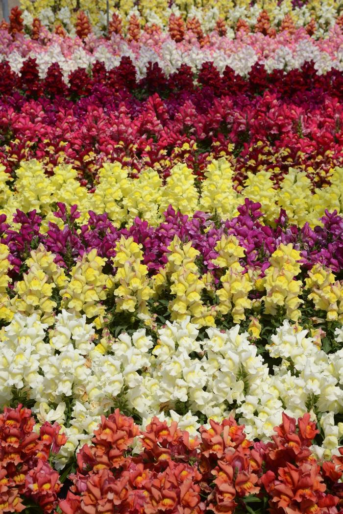 Snapdragon Snapshot Mix
