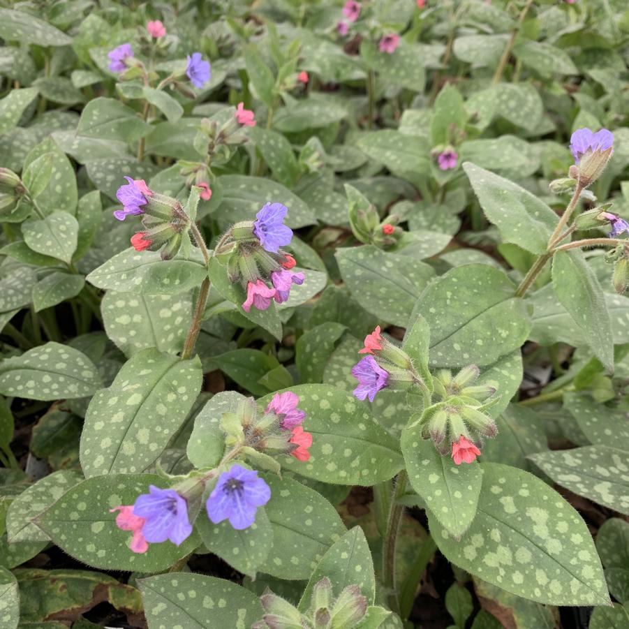 Pulmonaria Mrs Moon