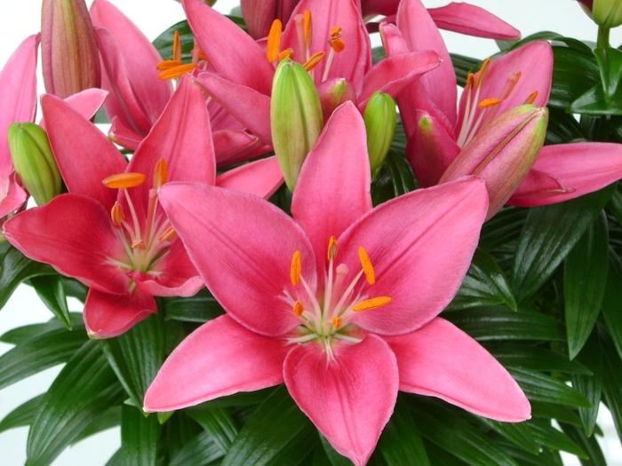 Lilium asiaticum Lily Looks Tiny Pearl