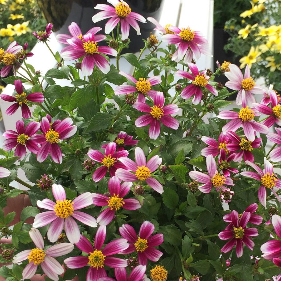 Bidens Cupcake® Strawberry