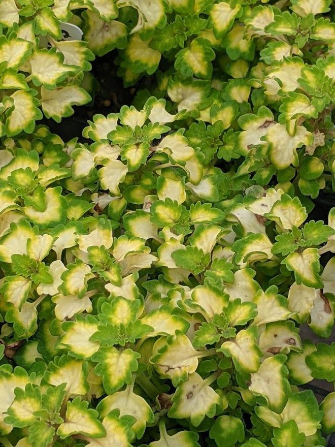 Coleus Great Falls Yosemite
