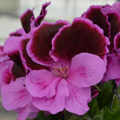 Geranium (Regal) Elegance™ Lilac Majesty