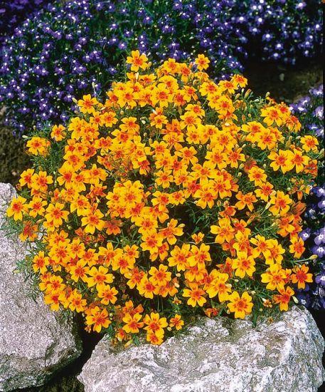Marigold Gem Tangerine