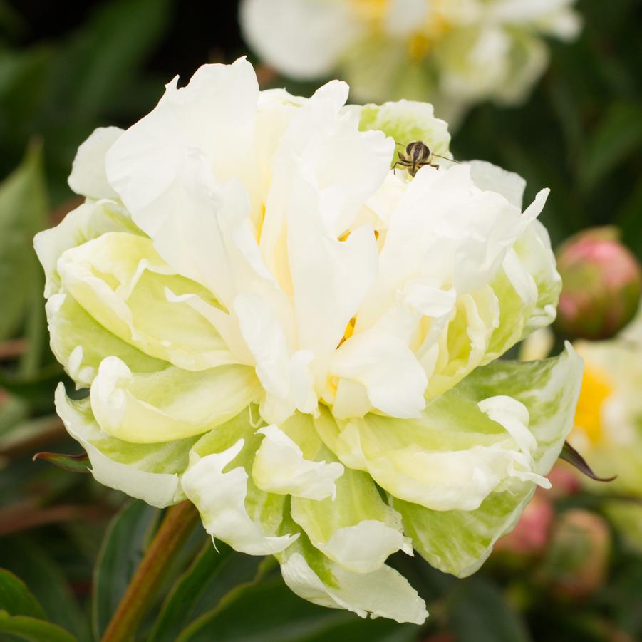 Paeonia ‘Green Halo’ Peony from Wallish Greenhouses
