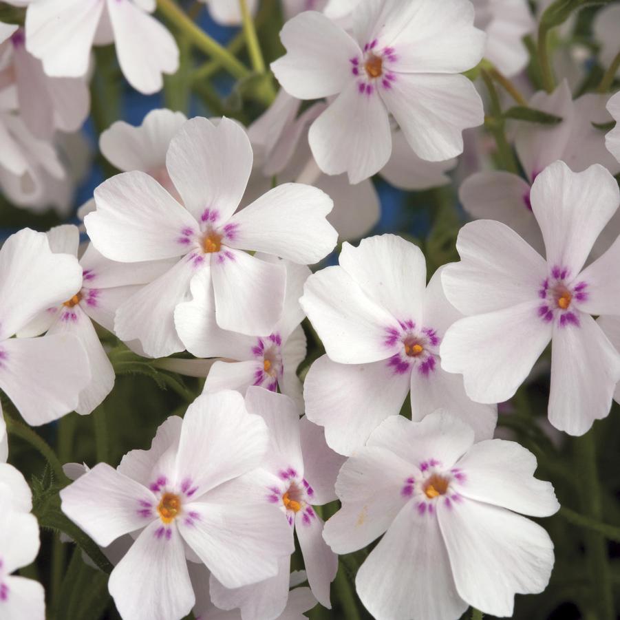 Phlox (per) subulata Amazing Grace