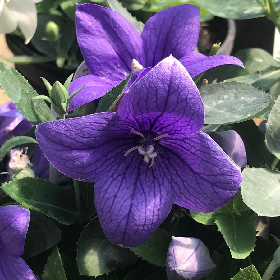 Platycodon Pop Star Blue