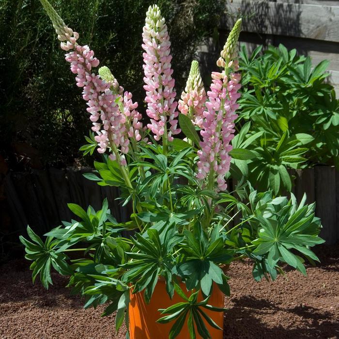 Lupinus polyphyllus Gallery Mini™ Pink Bicolor