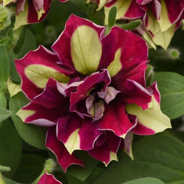 Petunia Vogue Lemon Berry