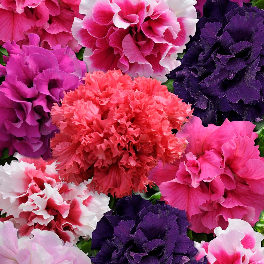 Petunia Glorious Mix