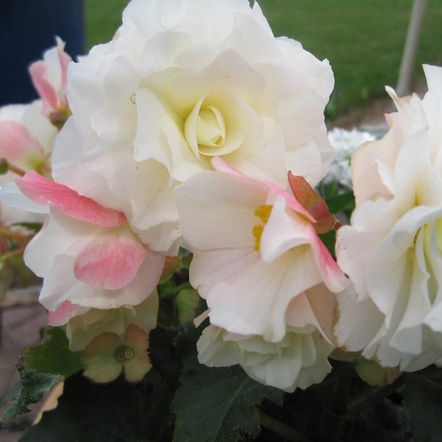 Begonia Nonstop® Appleblossom