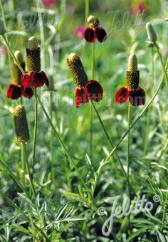 Ratibida columnifera Red Midget