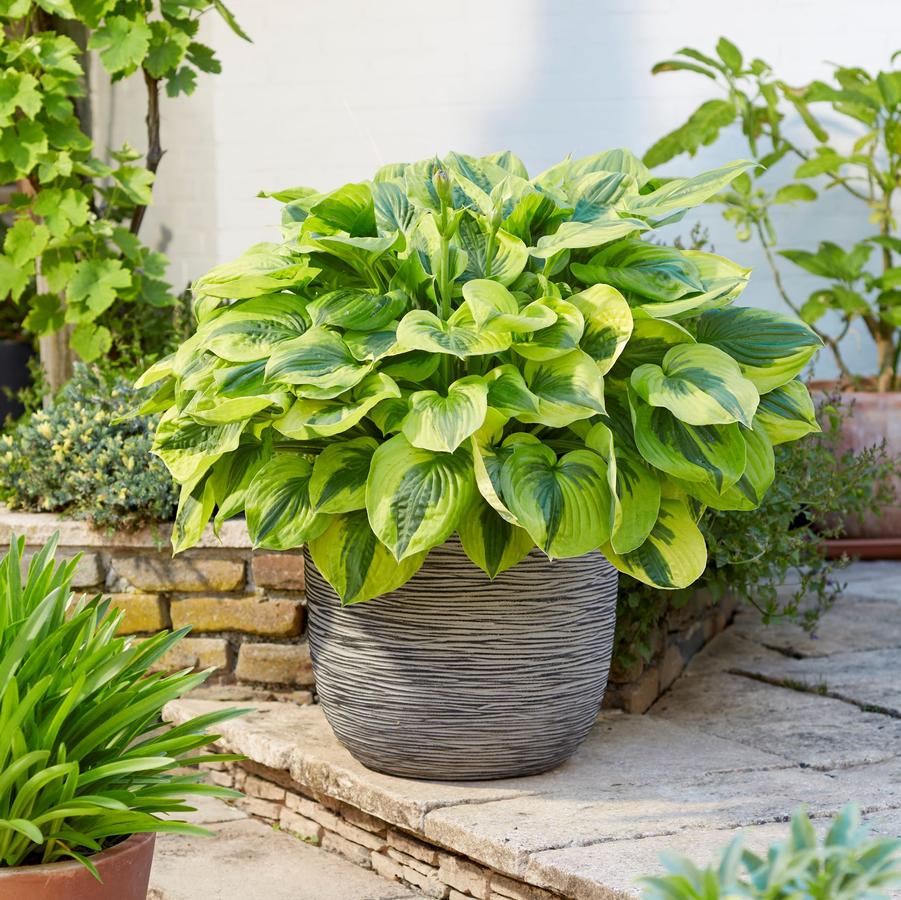 Hosta Summer Lovin'