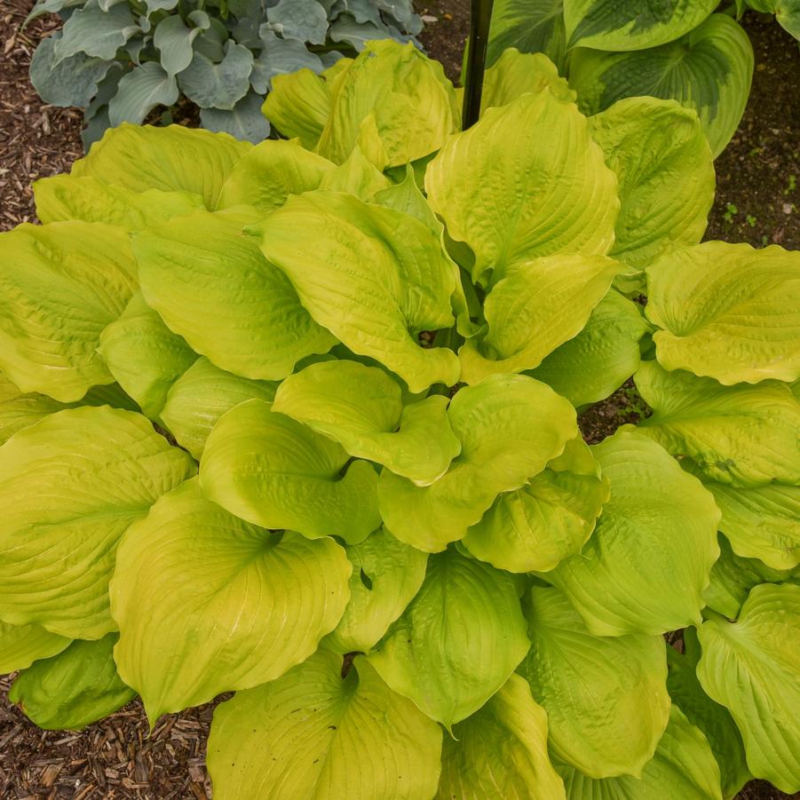 Hosta Seasons in the Sun