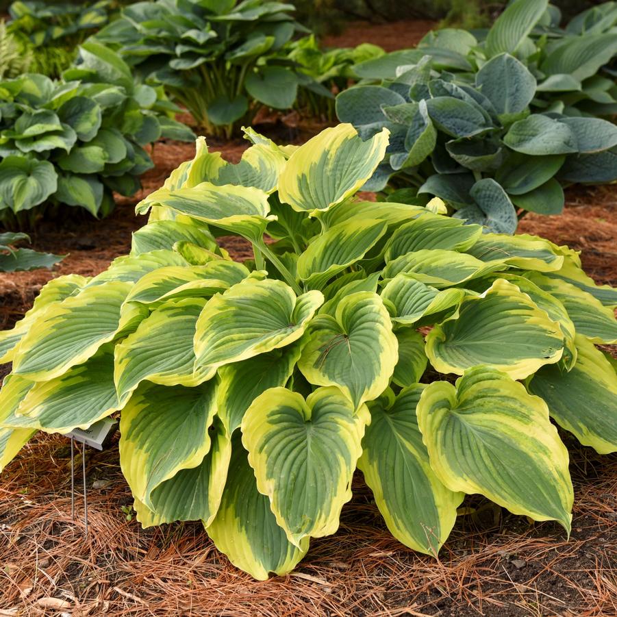 Hosta Trendsetter