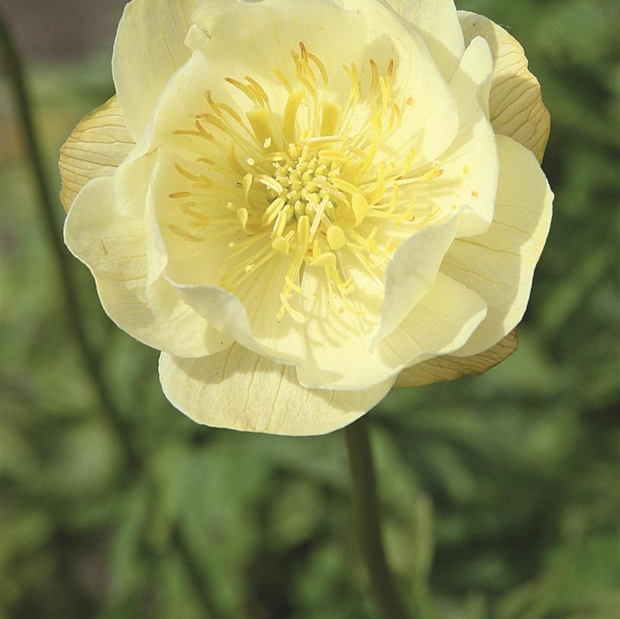 Trollius Alabaster