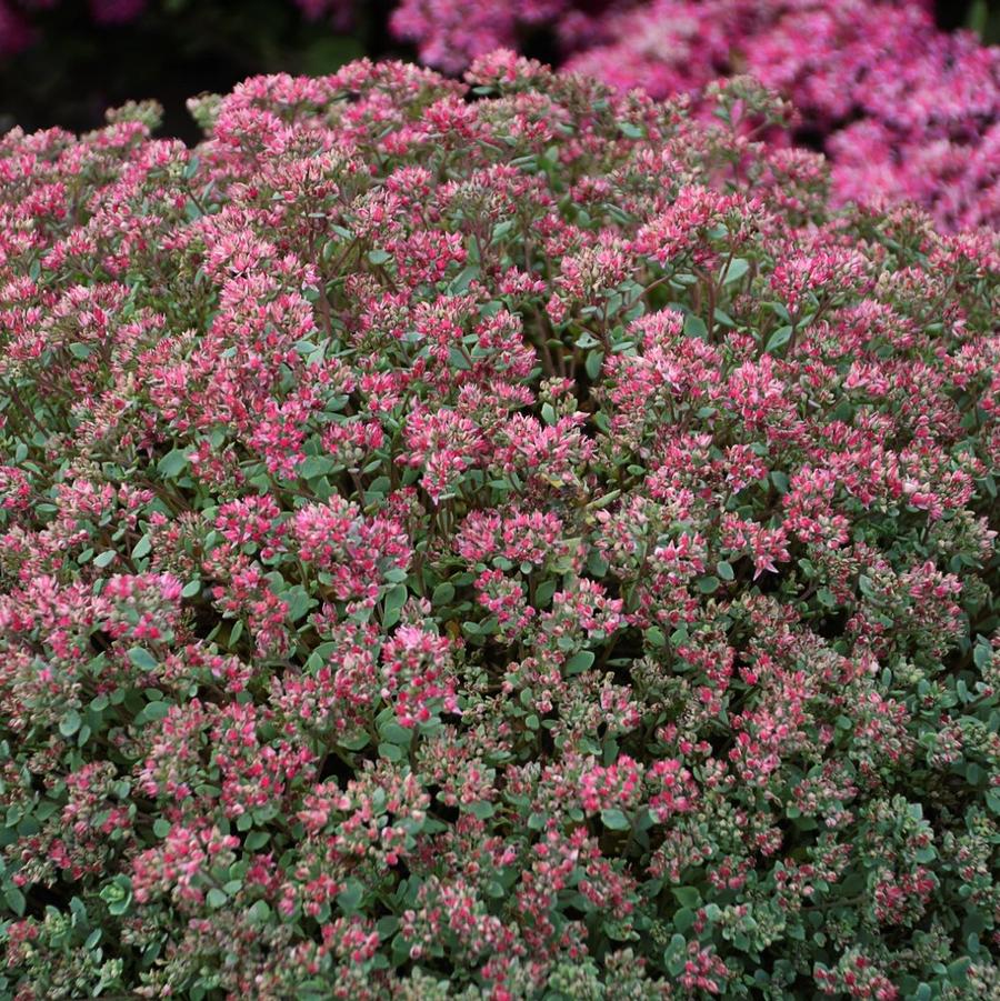 Sedum Steel the Show