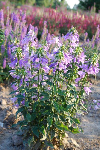 Adenophora confusa Fairybells™ Gaudi Violet