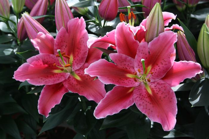 Lilium Lily Looks Sunny Martinique