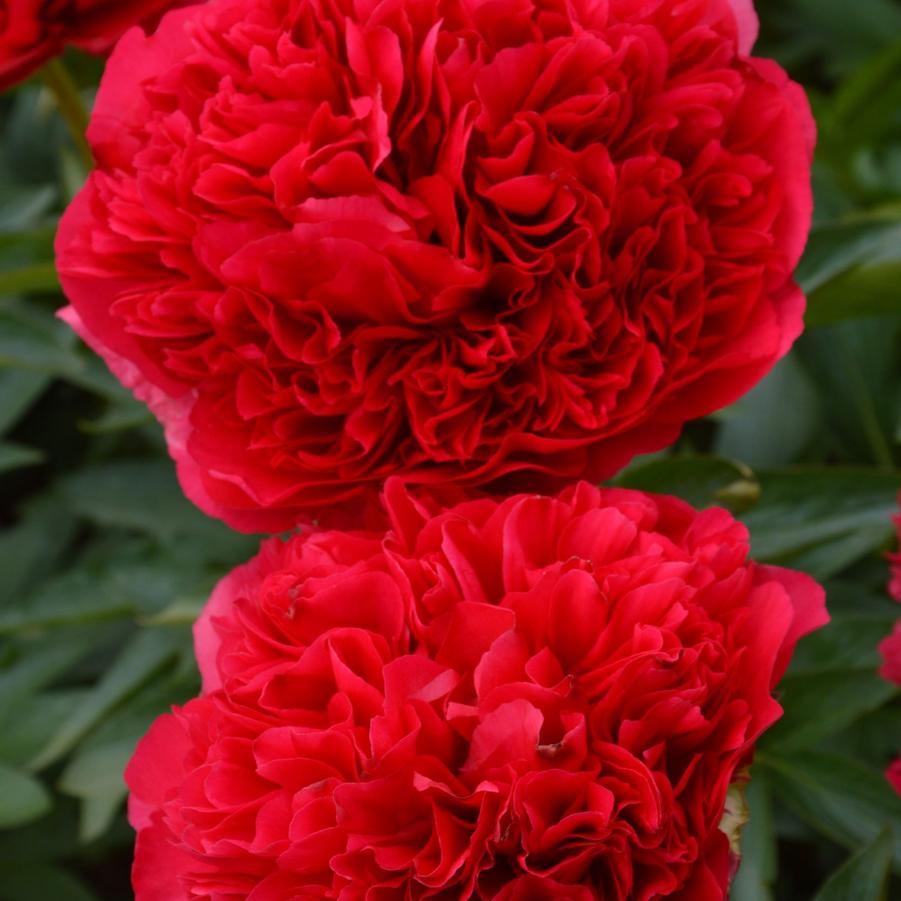 Paeonia Command Performance