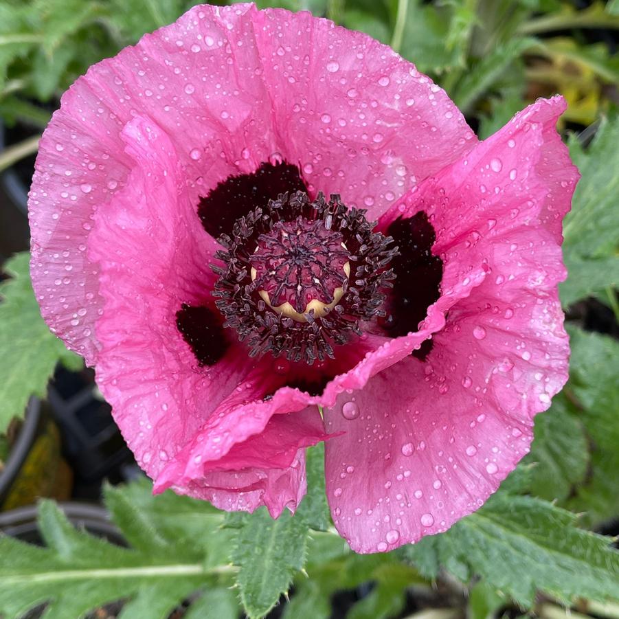 Papaver orientale Little Patty's Plum