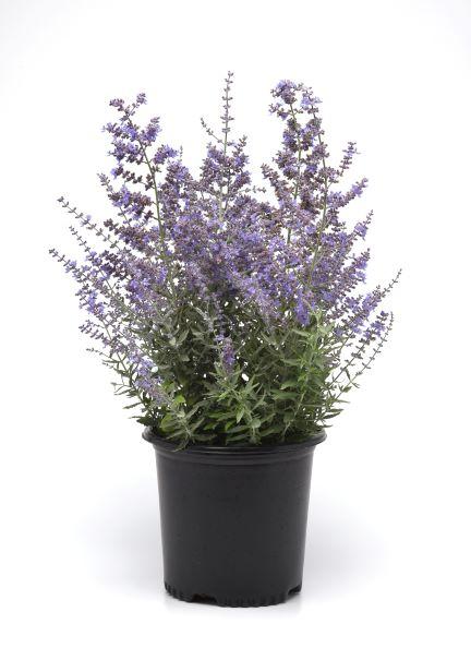 Perovskia atriplicifolia Bluesette