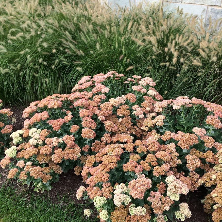 Sedum Autumn Joy