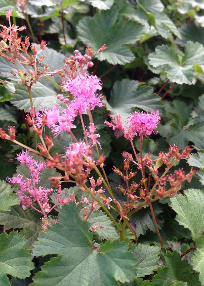 Filipendula Kahome