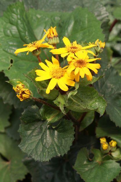 Ligularia dentata Desdemona