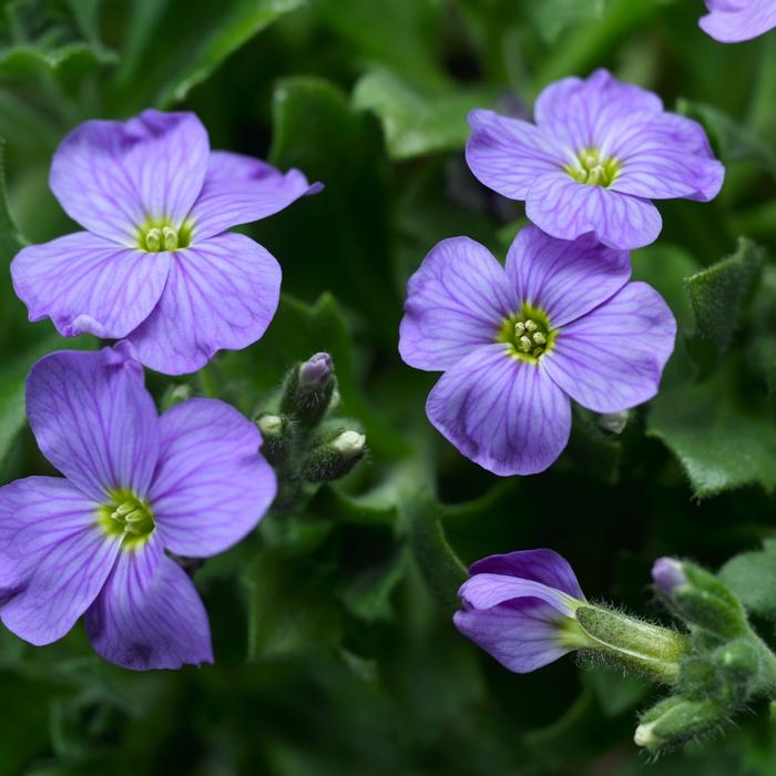 Aubrieta Audrey™ Blue Sky