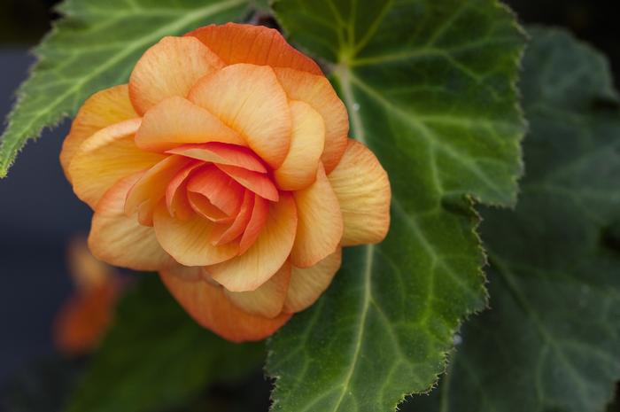 Begonia Illumination® Apricot Shades