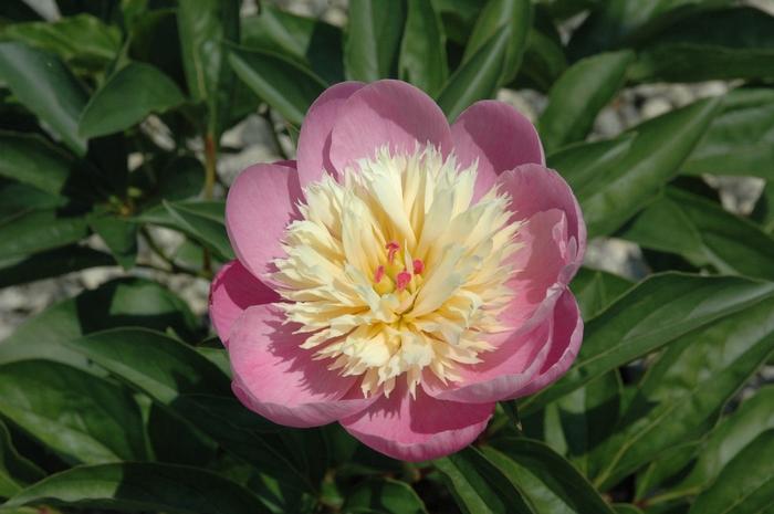 Paeonia Garden Peony Bowl of Beauty