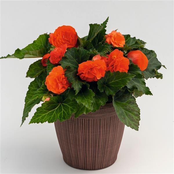 Begonia Nonstop® Salmon