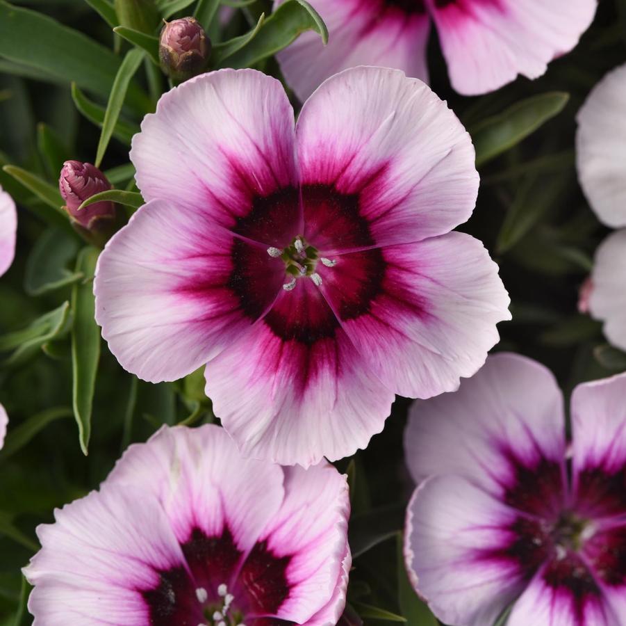 Dianthus Coronet White Purple Eye