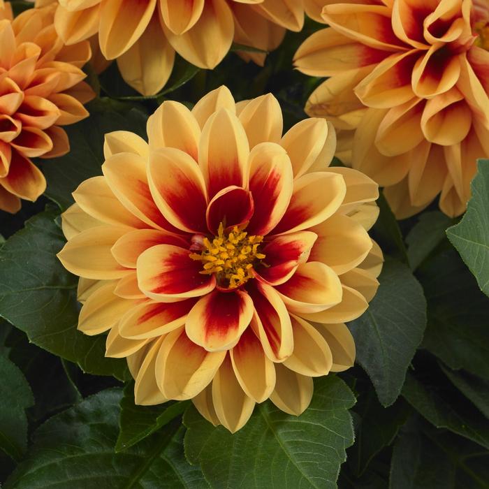 Dahlia Dahlietta® Candy