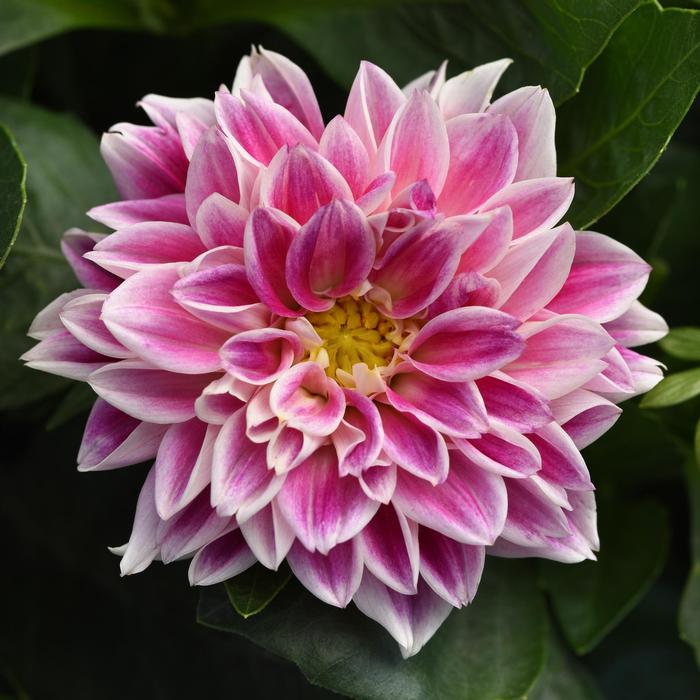 Dahlia Dahlietta® Louise