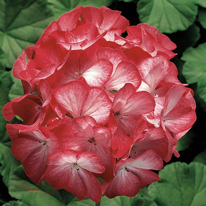 Geranium - Seed Ringo 2000™ Scarlet Star